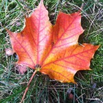 last minute ideas hpr leaf