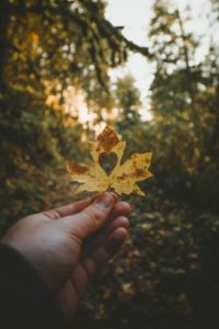 vermont, love, fall, views