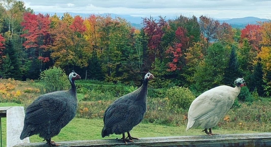 Raising Guinea Hens For Tick Control